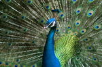 Peacock1