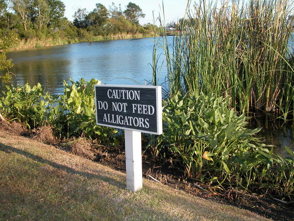 Watch out for those Gators!